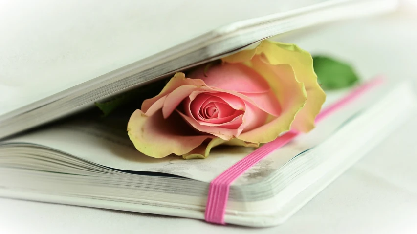 a pink rose sitting on top of an open book, taken with my nikon d 3, beautiful flower, kim hyun joo, ((portrait))