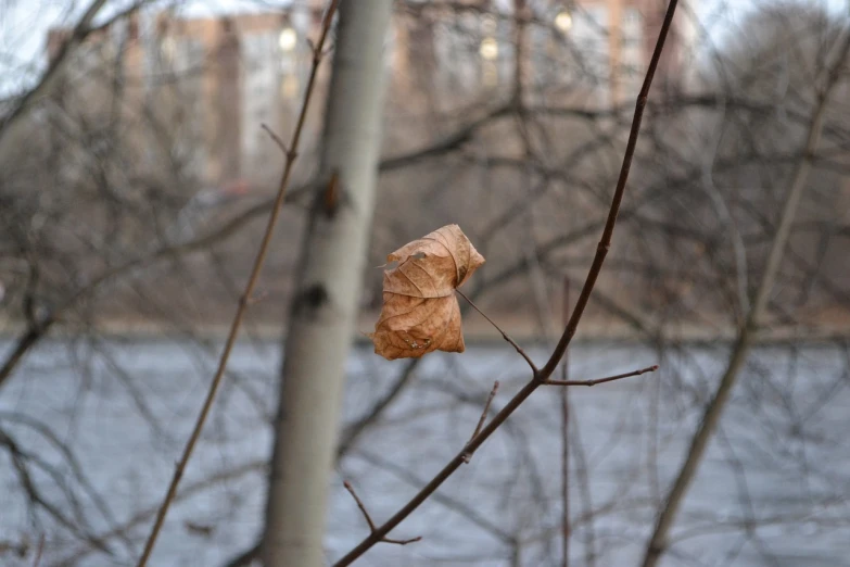 a close up of a leaf on a tree branch, by Alexey Venetsianov, environmental art, river in the background, brown paper, miscellaneous objects, in moscow centre
