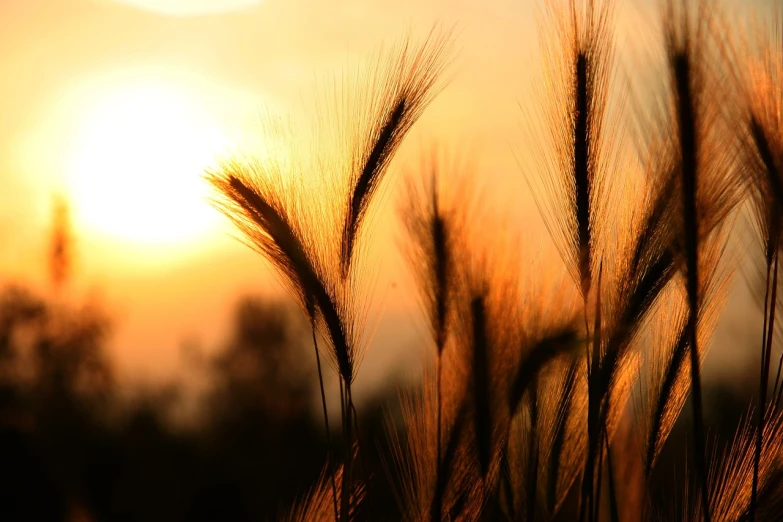 a field of wheat with the sun setting in the background, romanticism, backlit fur, istockphoto, close - up photo