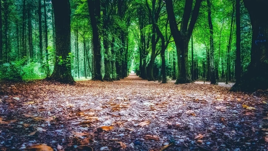 a forest filled with lots of trees and leaves, a photo, by Jacob Toorenvliet, ((trees)), nostalgic high saturation, pathway, distant photo