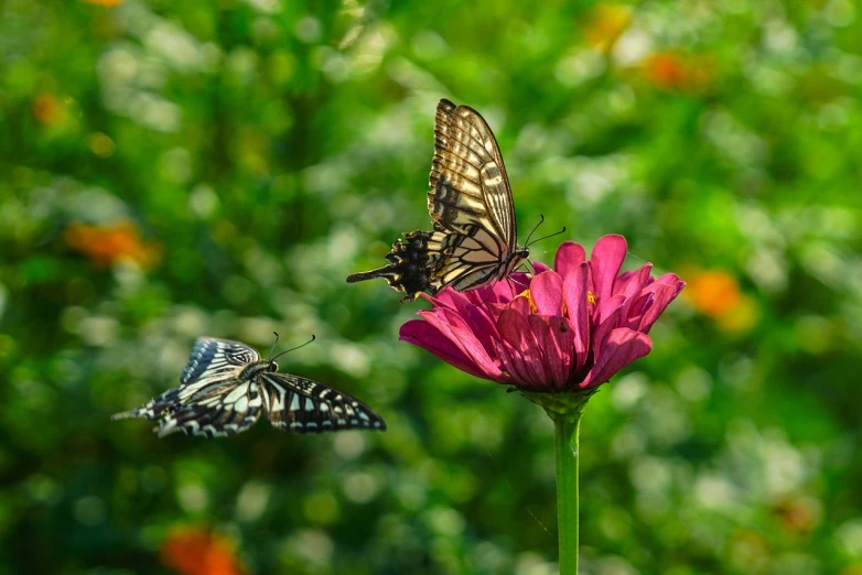 a butterfly sitting on top of a pink flower, by Tom Carapic, romanticism, swallowtail butterflies, two male, at takeoff, high definition photo