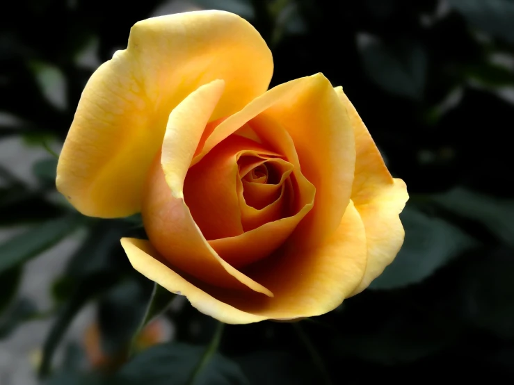 a close up of a yellow rose with green leaves, a picture, by Tom Carapic, pexels, with a black dark background, pale orange colors, various posed, peacefull
