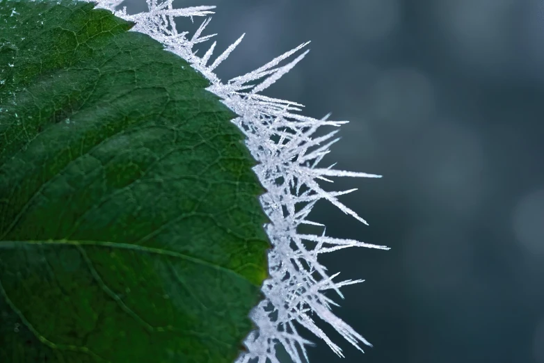 a close up of a leaf with frost on it, inspired by Arthur Burdett Frost, flickr, spikes on the body, nordic crown, with ornamental edges, 8k))