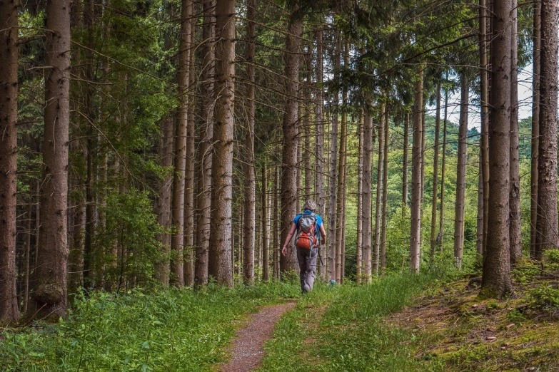 a couple of people that are walking in the woods, a photo, by Dietmar Damerau, shutterstock, lone person in the distance, spruce trees on the sides, stock photo, amidst of nature fully covered