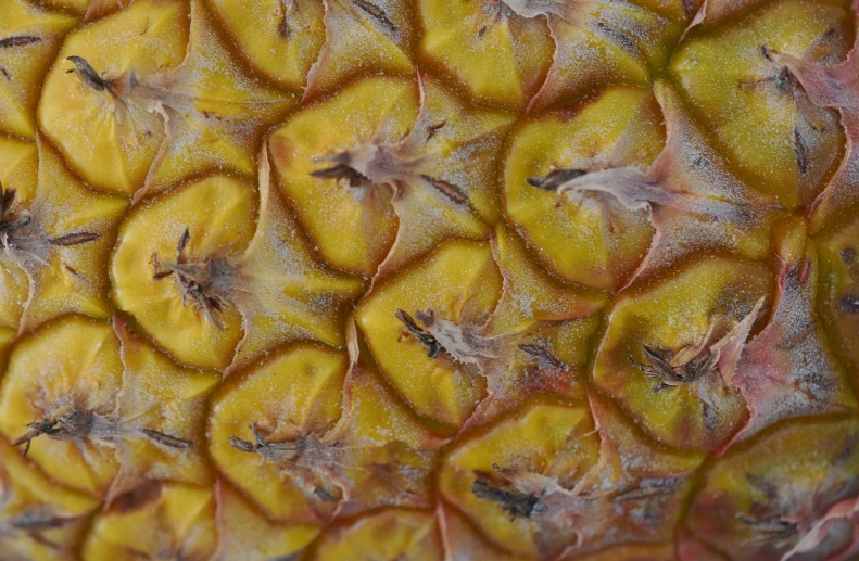 a close up view of a pineapple, a macro photograph, by Jan Kupecký, fine art, detailed impasto, bromeliads, warts, fruit