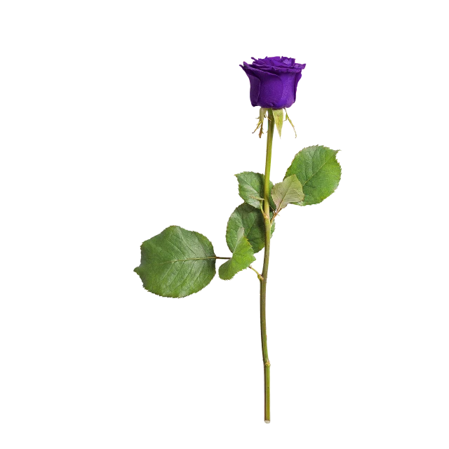 a single purple rose on a stem against a black background, a digital rendering, full frame image, b - roll, miniature product photo, various posed