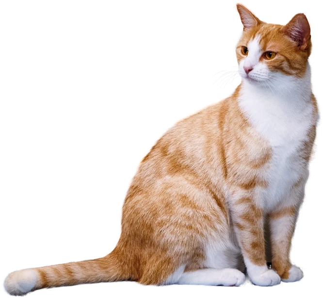 an orange and white cat sitting in front of a black background, flickr, realism, transparent background, kitty-bird hybrid, cat tail, fat cat