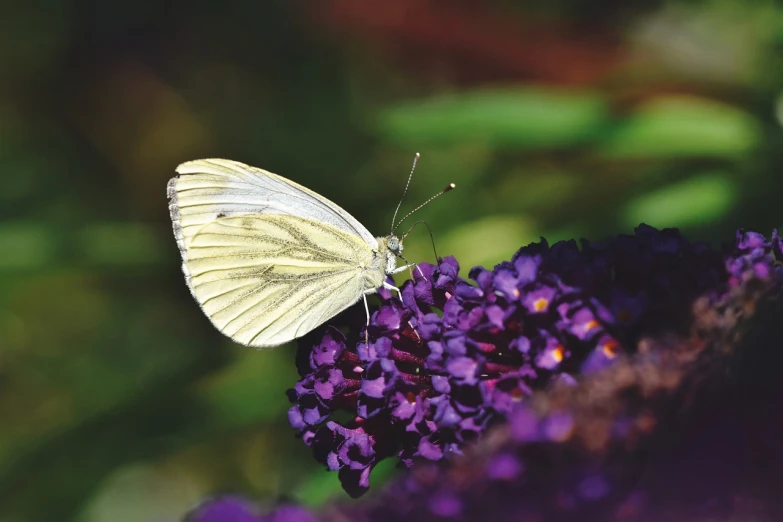 a white butterfly sitting on a purple flower, by Dave Allsop, shutterstock, hydrangea, highly detailed photo, perfect crisp light, high res photo