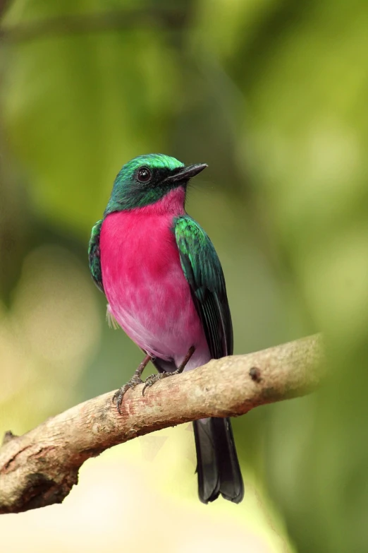 a colorful bird sitting on top of a tree branch, by Peter Churcher, flickr, hurufiyya, turquoise pink and green, swift, rare bird in the jungle, : 5 stylish