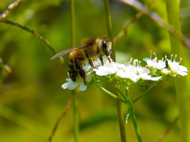 a close up of a bee on a flower, a macro photograph, hurufiyya, modern high sharpness photo