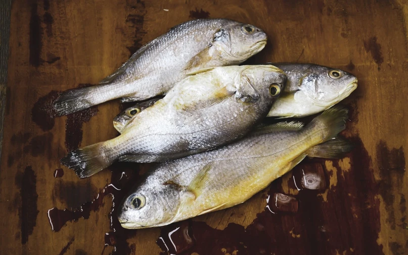 a group of fish sitting on top of a wooden table, a portrait, by Paul Davis, pexels, renaissance, with a bright yellow aureola, filleting technique, cross-hatchings, istock