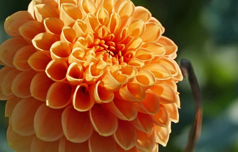 a close up of a large orange flower, elegant intricate, warm colors--seed 1242253951, very very realistic, dahlias