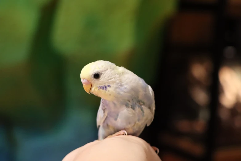 a close up of a person's hand holding a small bird, a pastel, by Linda Sutton, shutterstock, albino dwarf, with a large head and big eyes, post processed 4k, museum quality photo