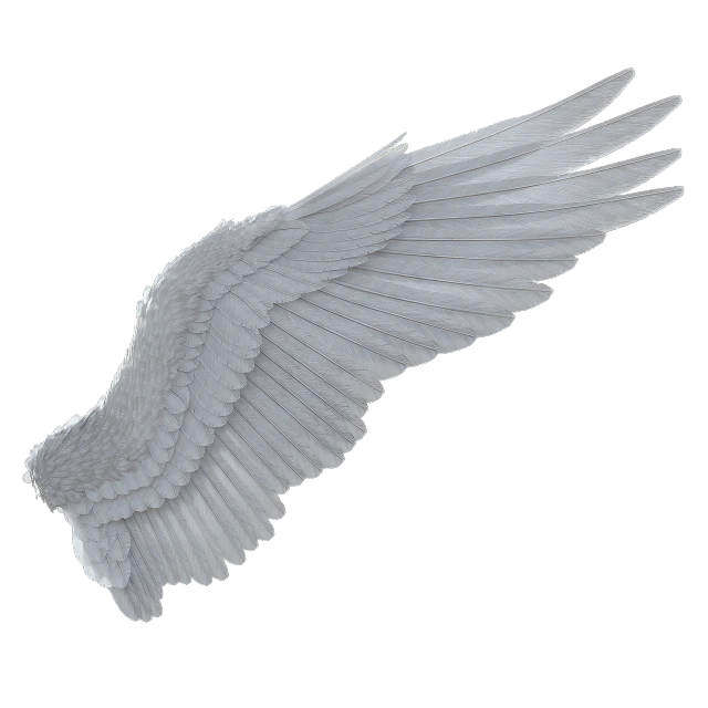 a close up of a wing on a black background, an ambient occlusion render, ophanim has bird wings, up-angle view, high res render, high detail illustration