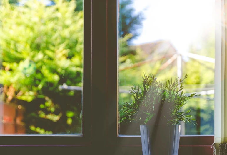 a potted plant sitting in front of a window, a picture, shutterstock, summer morning light, glass openings, from the distance, directional sunlight skewed shot