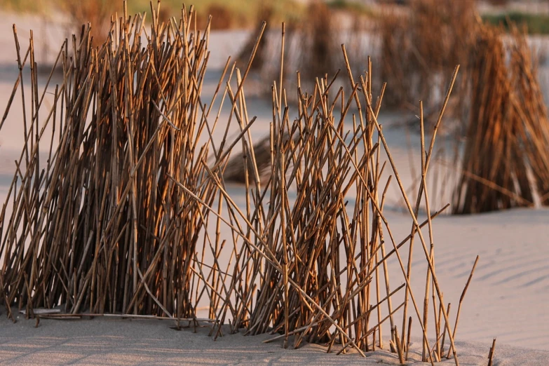 a bunch of sticks sticking out of the sand, by Harold von Schmidt, flickr, evening light, wooden supports, close photo, 1647