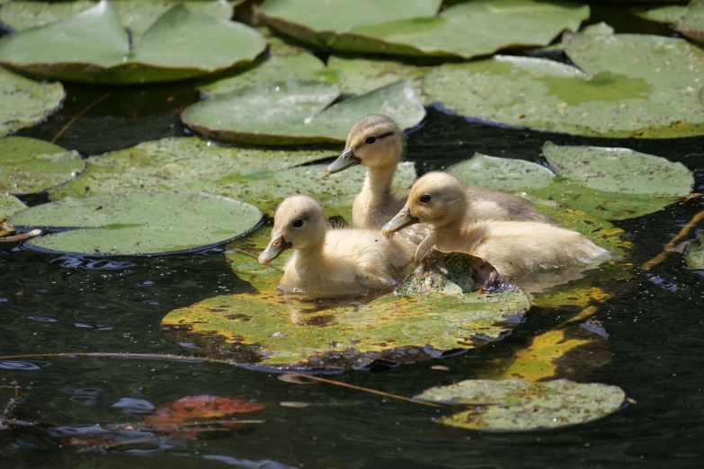 two ducklings are swimming in a pond with lily pads, shutterstock, museum quality photo, trio, 3 4 5 3 1, istock