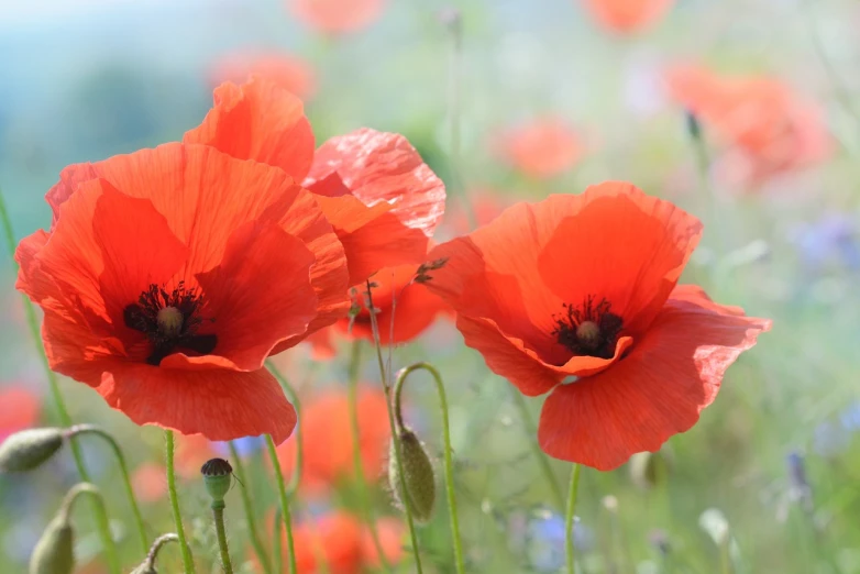 a group of red poppies sitting on top of a lush green field, a picture, by Leon Kapliński, shutterstock, bottom angle, remembrance, detailed zoom photo, stock photo