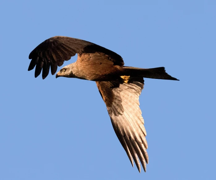 a bird that is flying in the sky, a portrait, shutterstock, hurufiyya, merlin, full subject shown in photo, slightly tanned, shadow