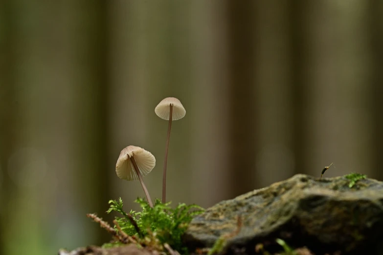 a couple of mushrooms sitting on top of a moss covered rock, by Dietmar Damerau, minimalism, mushroom umbrella, 1/1250sec at f/2.8, small quills along it's back, short telephoto
