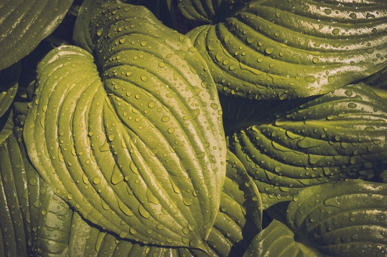 a close up of a leaf with water droplets on it, by Richard Carline, lush garden leaves and flowers, texturized, fotografia, nostalgic high saturation