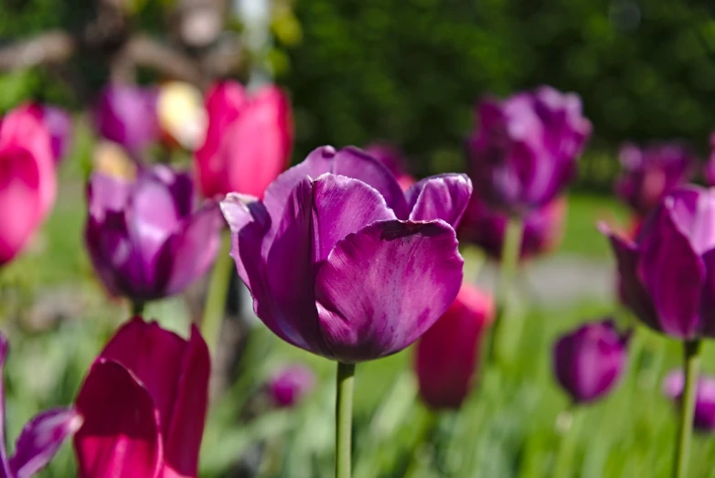 a field of purple tulips on a sunny day, a picture, by Hans Schwarz, shutterstock, close-up photo, in the garden, deep colour\'s, high res photo