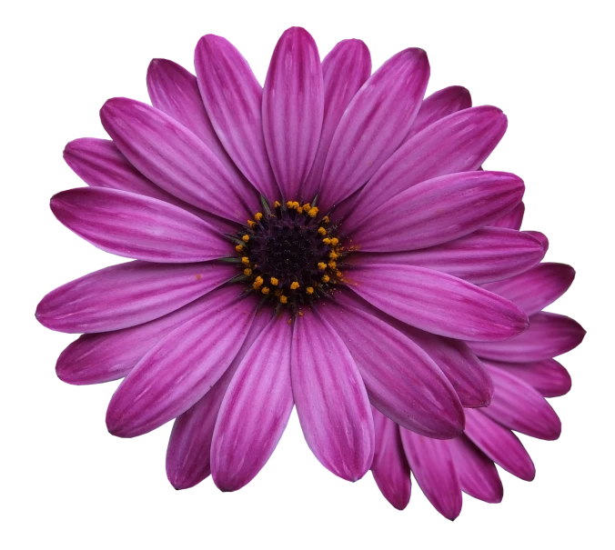 a close up of a purple flower on a black background, a portrait, by Jan Rustem, daisy, rich deep pink, photo realistic symmetrical, hi resolution