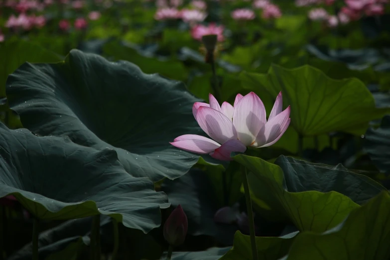 a pink flower sitting on top of a lush green field, a picture, by Liang Kai, lotus, beijing, softly shadowed, m.zuiko 75mm