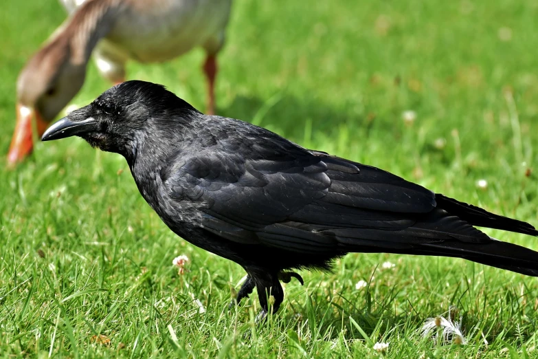 a black bird standing on top of a lush green field, inspired by Gonzalo Endara Crow, pixabay, renaissance, carcass carrion covered in flies, side view close up of a gaunt, rounded beak, male and female