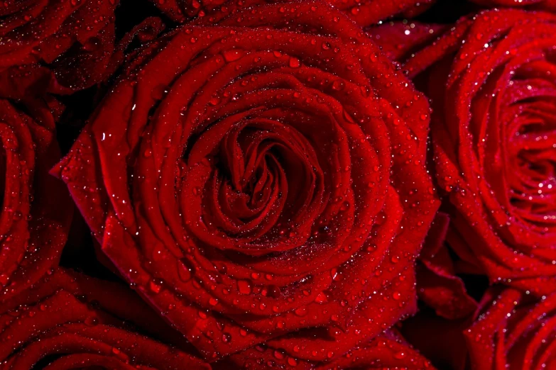 a close up of a bunch of red roses, a macro photograph, by Svetlin Velinov, covered in water drops, highly detailed product photo, deep love, by rainer hosch