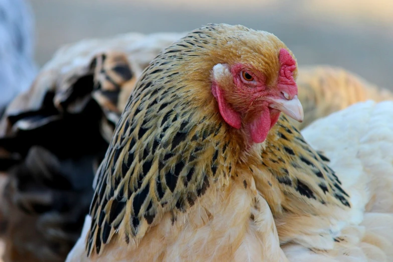 a close up of a chicken with a red beak, a portrait, shutterstock, renaissance, many golden layers, resting, marketing photo