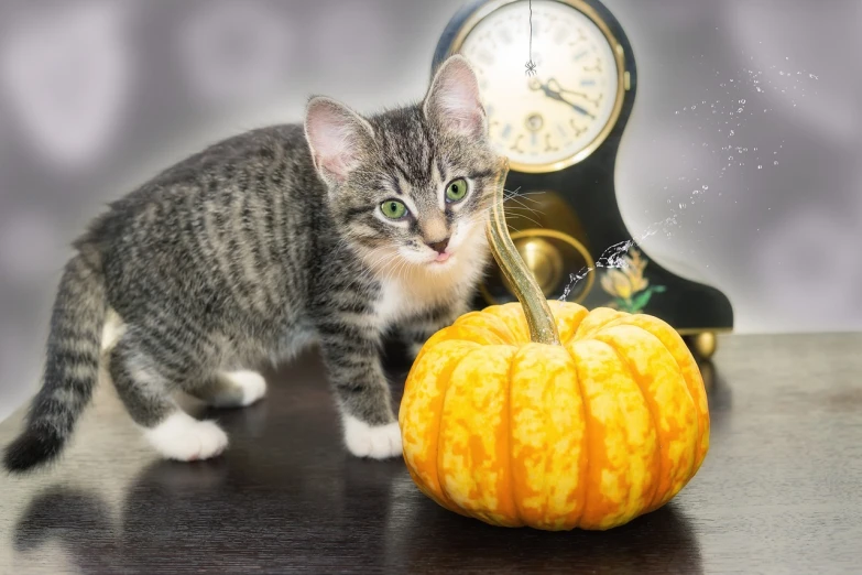 a kitten standing next to a pumpkin on a table, a photo, shutterstock, realism, small clocks as leaves, close - up studio photo, stock photo, very sharp and detailed photo