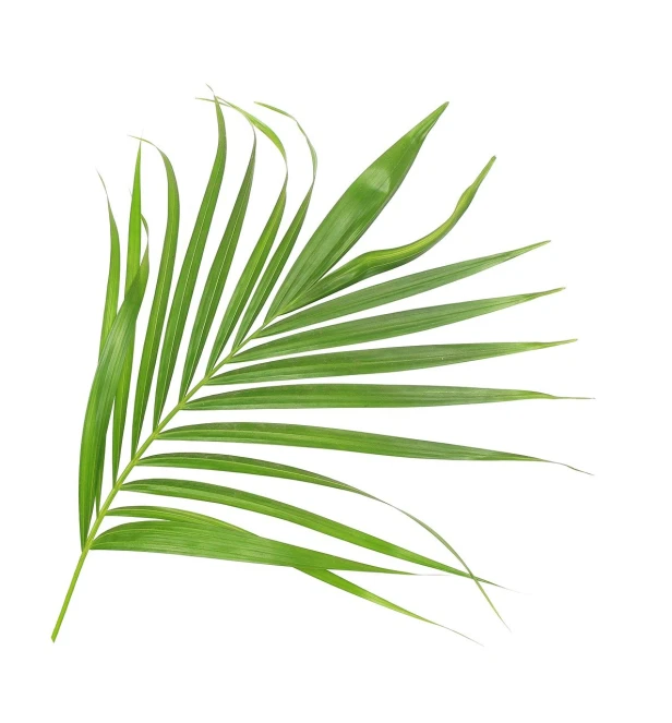 a close up of a palm leaf on a white background, a stock photo, by Matthias Stom, shutterstock, fine art, top down shot, botanical herbarium, high detail product photo, right side composition