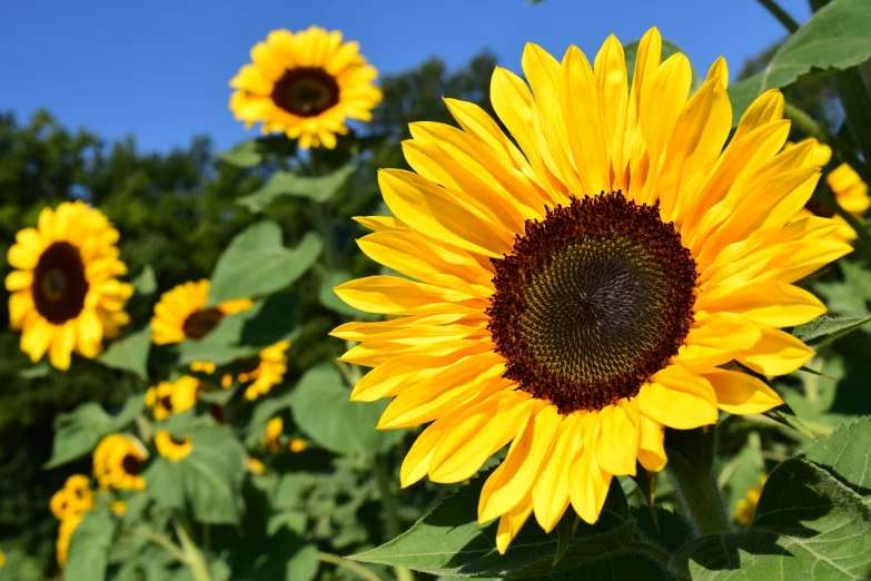 a field of sunflowers with a blue sky in the background, a picture, pixabay, depicting a flower, 🦩🪐🐞👩🏻🦳, a close-up, various posed