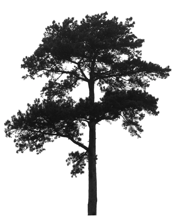 a black and white photo of a lone tree, a black and white photo, unsplash, sōsaku hanga, isolated white background, tall pine trees, -h 1024, pre-rendered