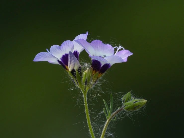 a close up of a purple flower on a stem, by Jan Rustem, gypsophila, violet spiders, flax, youthful colours