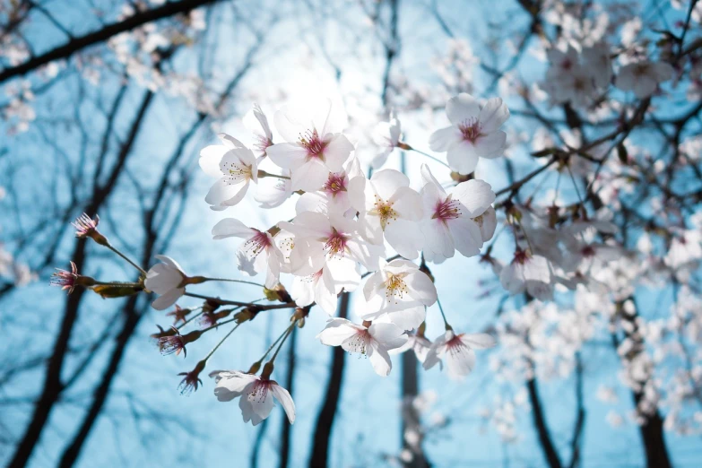 a close up of a bunch of flowers on a tree, a picture, by Maeda Masao, flickr, istock, 1 6 x 1 6, sakura bloomimg, sun-hyuk kim