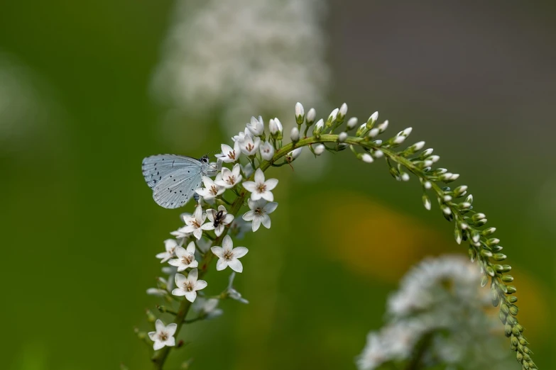 a close up of a flower with a butterfly on it, a macro photograph, hurufiyya, blue grey and white color scheme, valerian, butterflies and worms, flash photo