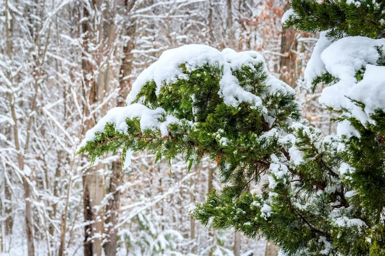 a group of pine trees covered in snow, by Arnie Swekel, overhanging branches, detailed focused, big green tree, half image