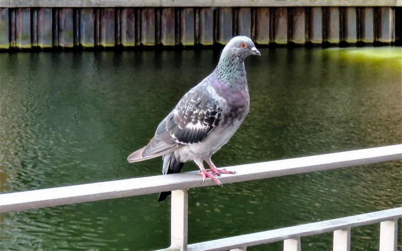 a pigeon sitting on a railing next to a body of water, a photo, by Jan Tengnagel, helmond, 1 male, smug appearance, on a bridge