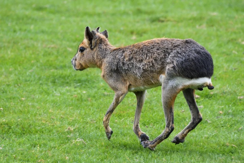 a small goat running across a lush green field, by Dicky Doyle, shutterstock, sumatraism, klipspringer, picture taken in zoo, two legged with clawed feet, jackal