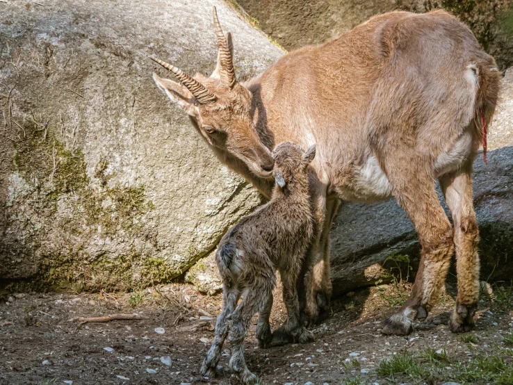 a baby goat standing next to an adult goat, a picture, by Juergen von Huendeberg, shutterstock, animals mating, young lynx, very very well detailed image, caught in 4 k