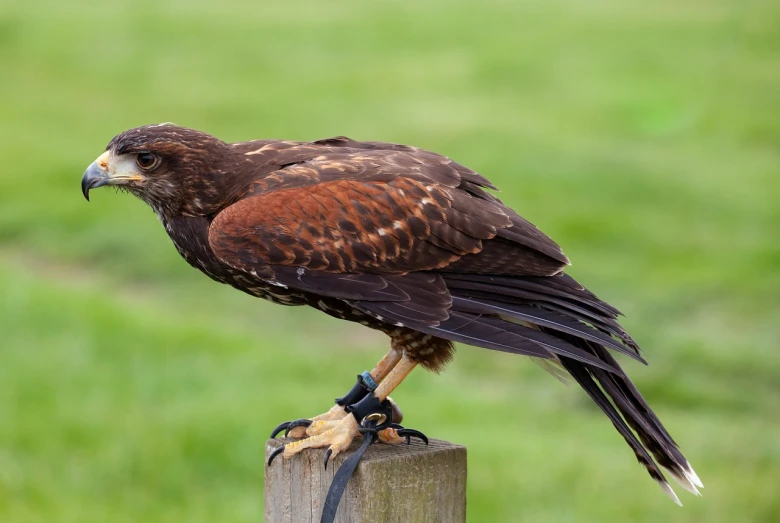 a hawk sitting on top of a wooden post, a portrait, by Robert Brackman, shutterstock, shows a leg, red skinned, highly detaild 4k, on ground