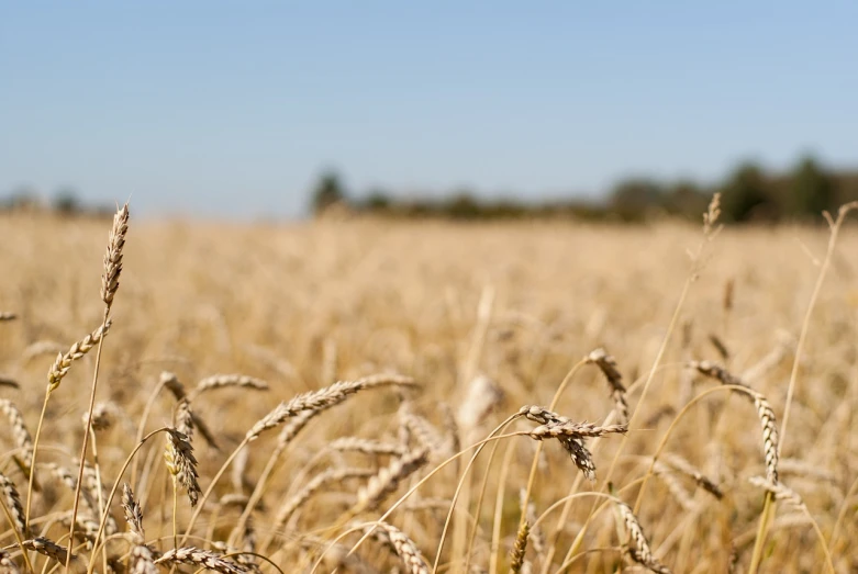 a field of ripe wheat on a sunny day, a tilt shift photo, istockphoto, looking across the shoulder, an australian summer landscape, wide shot photo