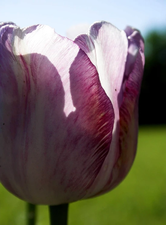 a close up of a pink tulip in a field, by Jan Rustem, flickr, romanticism, shadow, detailed veiny muscles, lilac, ham