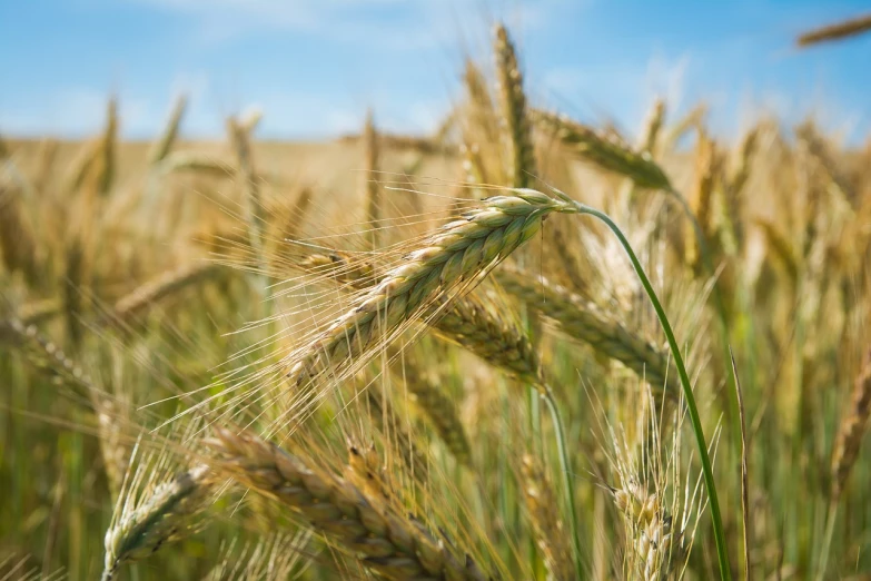 a field of wheat with a blue sky in the background, a portrait, closeup photo, idaho, summer 2016, stock photo