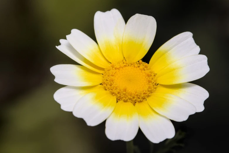 a close up of a yellow and white flower, by Hans Schwarz, daisy, high-resolution, closeup 4k, portrait mode photo