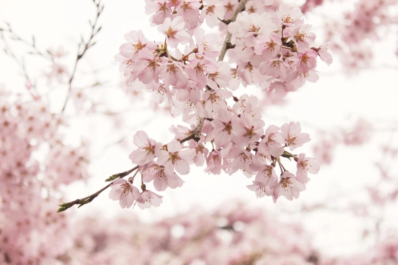 a close up of a bunch of flowers on a tree, a picture, by Maeda Masao, light pink tonalities, washington dc, high key, giant cherry trees