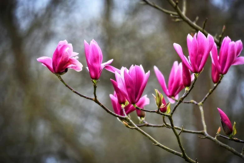 a close up of some pink flowers on a tree, a photo, by Marten Post, shutterstock, magnolia big leaves and stems, stock photo