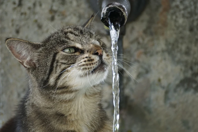 a close up of a cat drinking water from a faucet, by Mirko Rački, shutterstock, aaaaaaaaaaaaaaaaaaaaaa, tears running down face, cascade, very very well detailed image